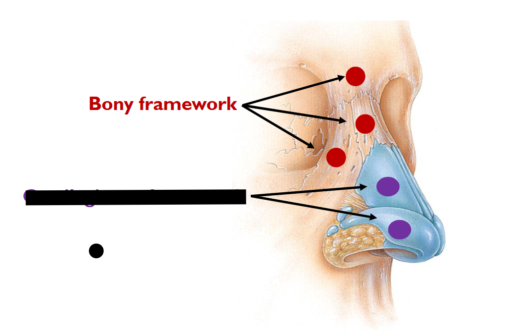 <p>(UPPER-AIRWAY); <strong>What is this?</strong></p>