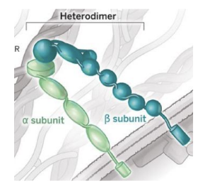 <p><strong>Dimers, formed by chains of alpha and beta subunits.</strong></p>