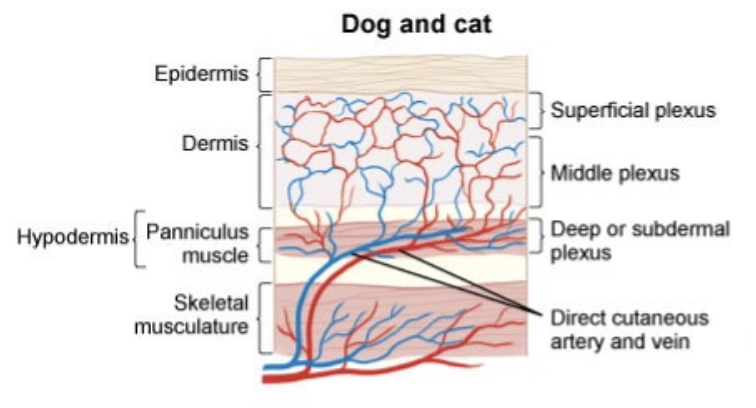 <p>- Direct cutaneous artery and vein</p>