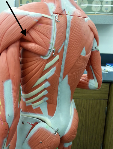 <p>teres minor – insertion</p>