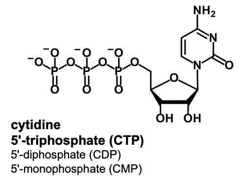 <p>cytidine 5’-mono/di/triphosphate (CMP/CDP/CTP)</p>