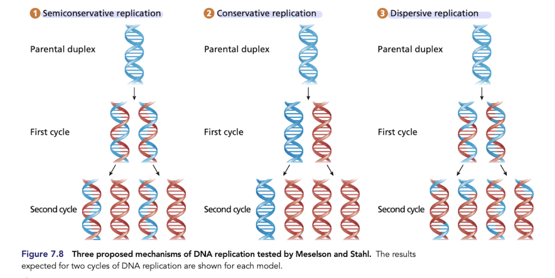 <p>Each daughter duplex contains one original parental strand of DNA and one complementary, newly synthesized daughter strand </p><ul><li><p>proved to be correct </p></li></ul>