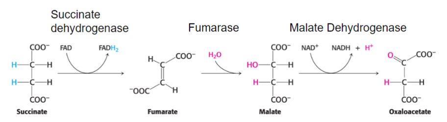 <ul><li><p>succinate dehydrogenase (step 6)</p></li><li><p>fumarase (step 7)</p></li><li><p>malate dehydrogenase (step 8)</p></li></ul><p><span style="color: red">third oxidation of cycle</span> (from succinate)</p>