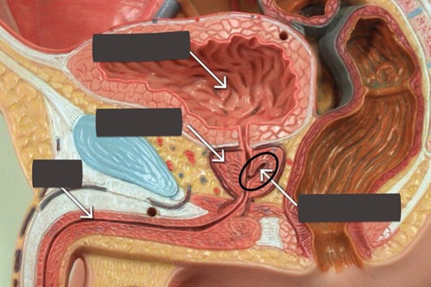 <p>Tube through which semen enters the male urethra</p>