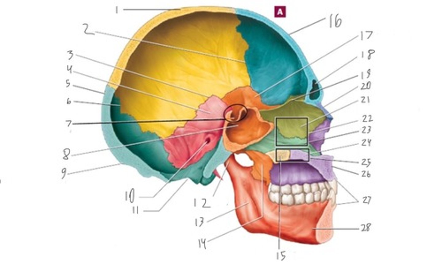 <p>Foramen magnum, occipital condyles, sella turcica, crista galli, alveolar process, palate</p>