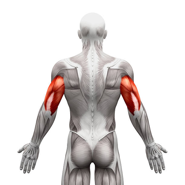 <p>What muscle is this?</p>