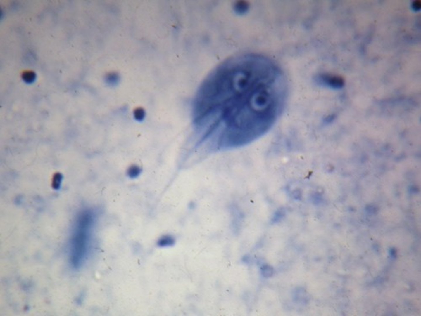 <p>What parasite is this if it is from a dog</p>