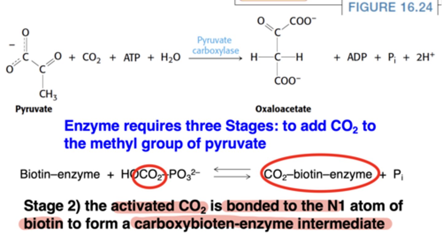 <p>Activated CO₂ attaches to biotin (forming carboxybiotin-enzyme)</p>