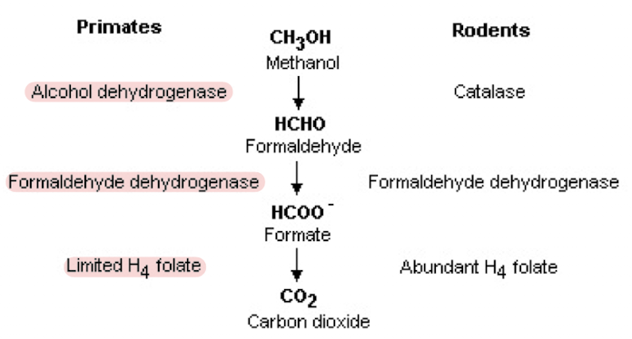 <ul><li><p>Absorption and distribution similar to ethanol</p></li><li><p>Humans and non-human primates have limited conversion of formate to CO<sub>2</sub>&nbsp;→ <strong>formate accumulates</strong></p></li></ul><p></p>