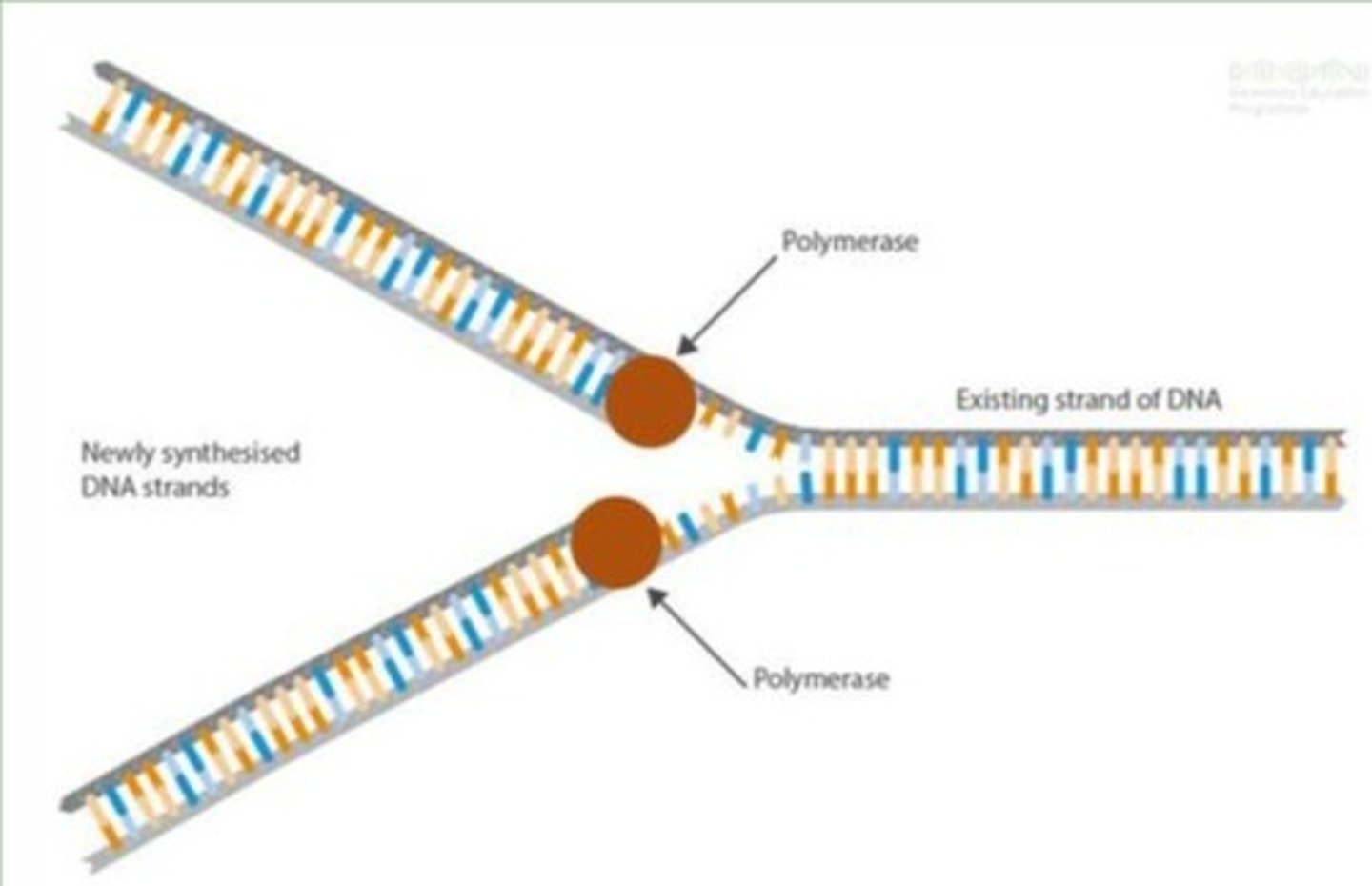 <p>Elongation: DNA polymerase adds complementary nucleotides to the template strands.</p>
