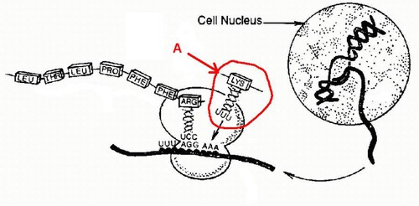 <p>What is A? Brings the correct amino acid to the ribosome to be added to the growing amino acid chain.</p>