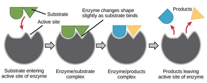 <p>When the enzyme and the substrate slightly alter their shape to fit together. Changes to the shape make it easier for the substrate to break or make new bonds</p>