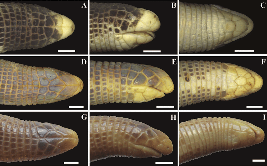 <p>“Weird” burrowing lizards</p><ul><li><p>Legless (or only front legs, as in genus <em>Bipes</em>)</p></li><li><p>Use heads to tunnel, with head shape corresponding to burrowing type</p></li><li><p>Distinctive skin: <strong><u>annuli</u></strong> (rings), skin is detached from body to facilitate locomotion</p></li></ul><p></p>