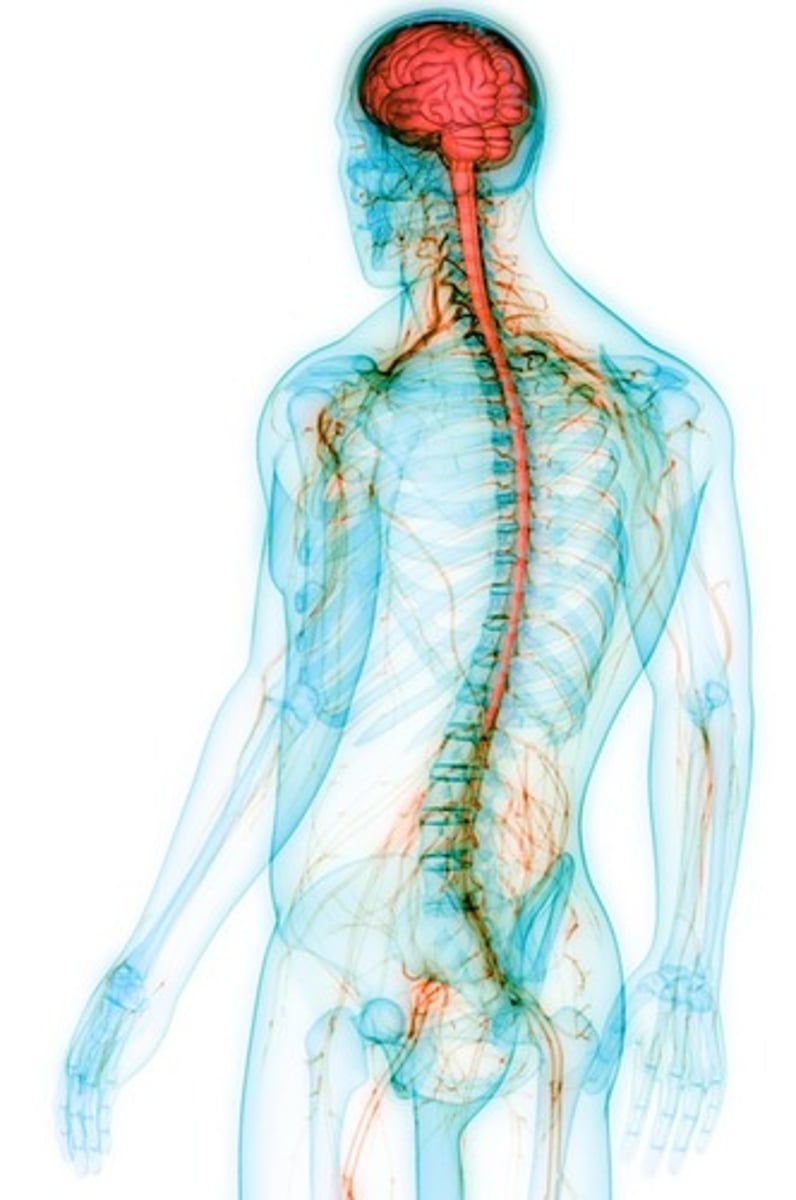 <p>The nervous system consists of neurons, glia, and the wiring that connects them (nerves).</p>