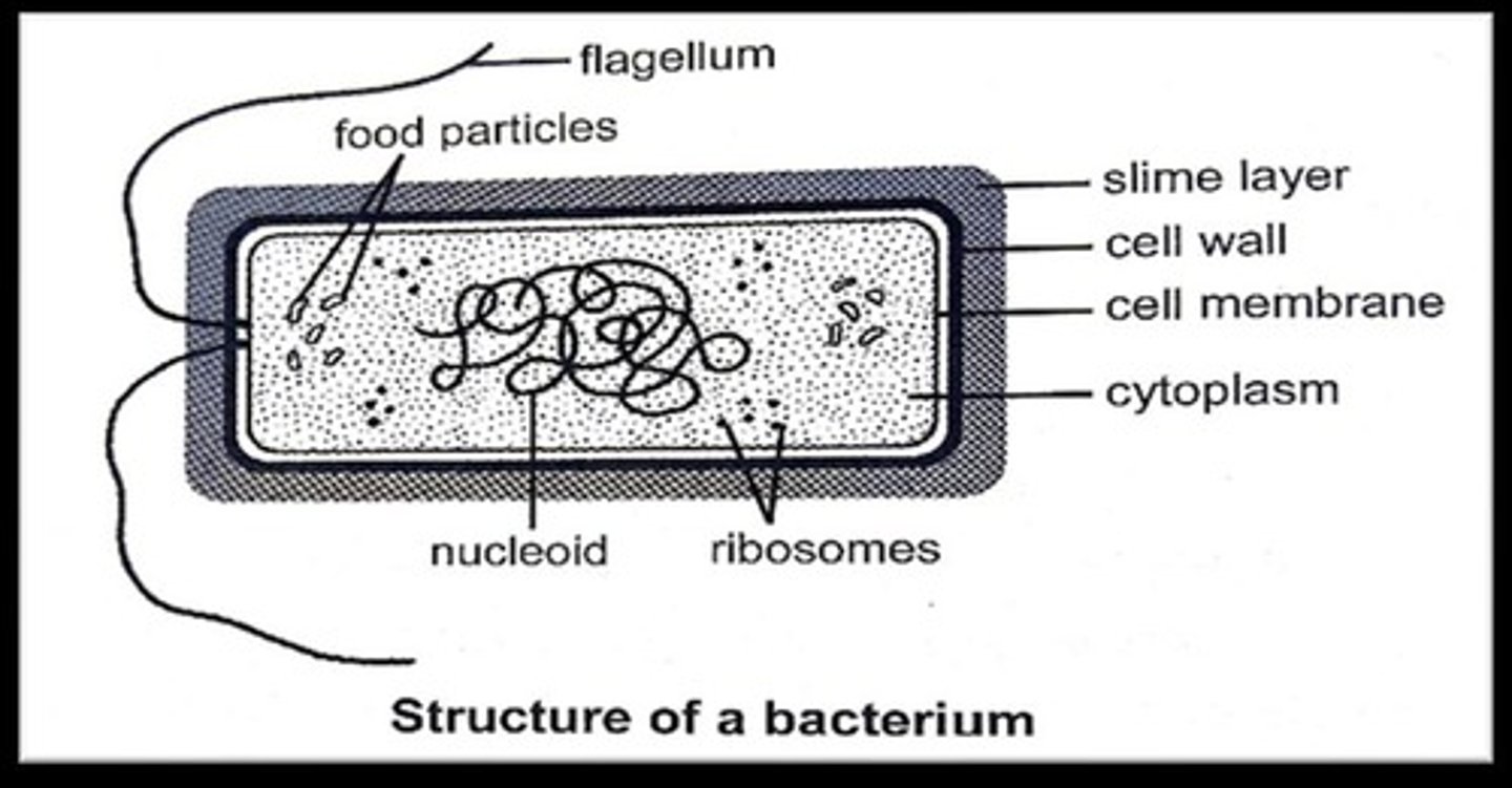 <p>Asexual reproduction method in bacteria.</p>