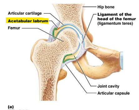 <p>fibrocartilage rim that deepens joint socket</p>
