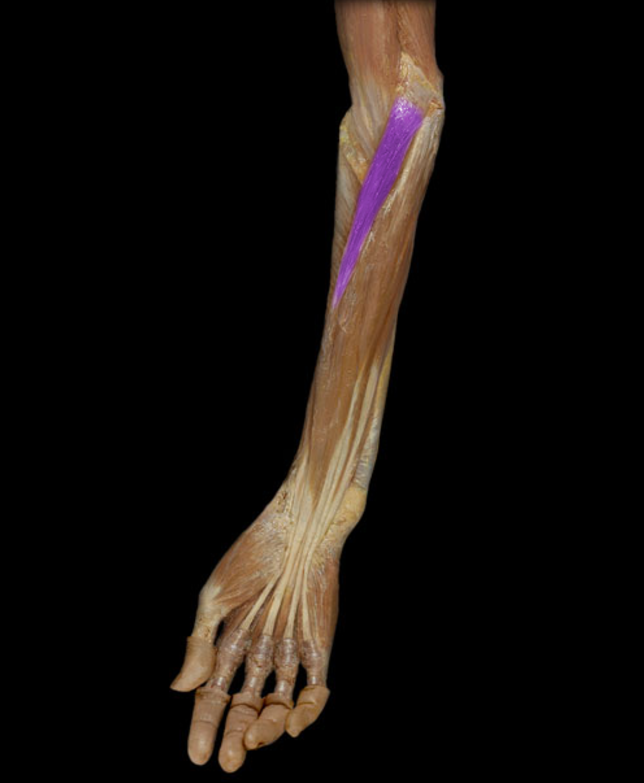 <p>Pronator teres</p>