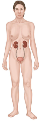 <p>Consists of:</p><ul><li><p>Kidneys</p></li><li><p>Ureters</p></li><li><p>Urinary Bladder</p></li><li><p>Urethra</p><p></p></li></ul><p>Key Functions</p><ul><li><p>Excretion of wastes.</p></li><li><p>Control of fluid, electrolyte, and acid-base balance.</p></li></ul><p></p>
