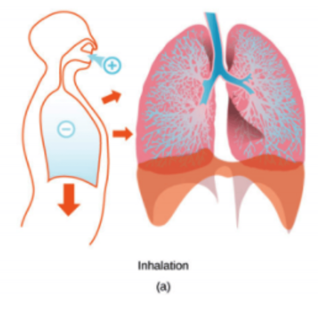 <p>the pressure <br>decreases<br><br>(Note: diaphragm <br>contracts -&gt; lung cavity <br>increases in volume -&gt; <br>increased volume = <br>decreased pressure -&gt; <br>air, which is higher pressure <br>rushes into lungs)</p>