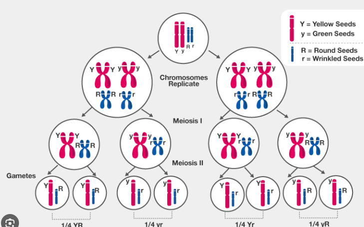 <p>The theory that genes are found at specific locations on chromosomes, and that behaviour of chromosomes during meiosis explain Mendel’s laws of inheritance.</p><p>Picture attached outlines how this theory explains variation inbetween offsprings in both phenotypes and genotypes for a specific trait.</p>