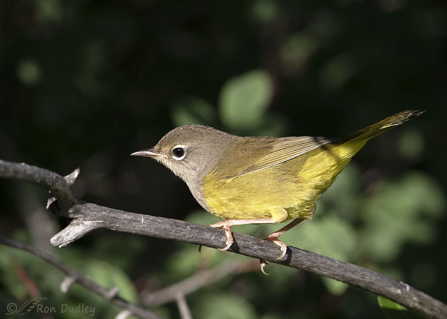 <p><span style="color: rgb(149, 148, 148);"><em>MacGillivray’s</em> </span>Warbler</p><p><span style="color: rgb(188, 186, 186);"> (female pictured here)</span></p>