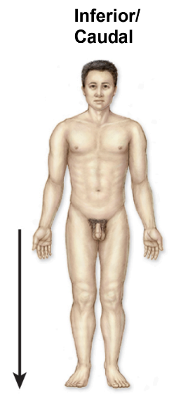 <p>feet</p>