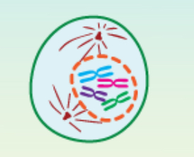 <p>What phase of mitosis is shown?</p>