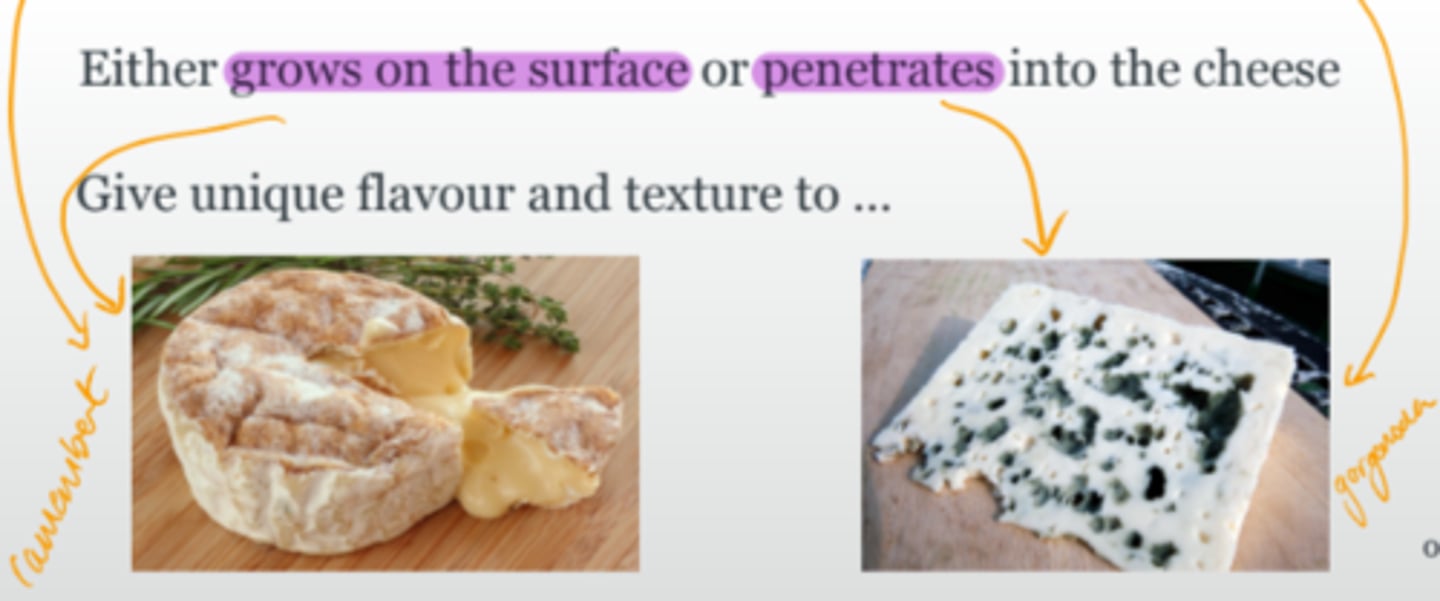 <p>Causes the white outer layer in Camembert cheese</p>