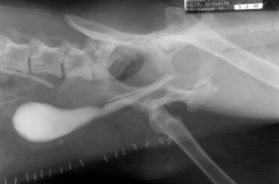 <p><span style="background-color: transparent;"><strong>Ectopic ureters</strong></span></p>