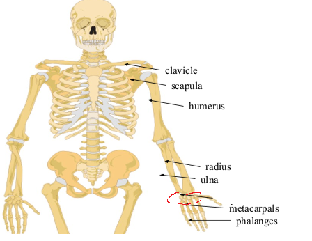 <p>What bone is this?</p>