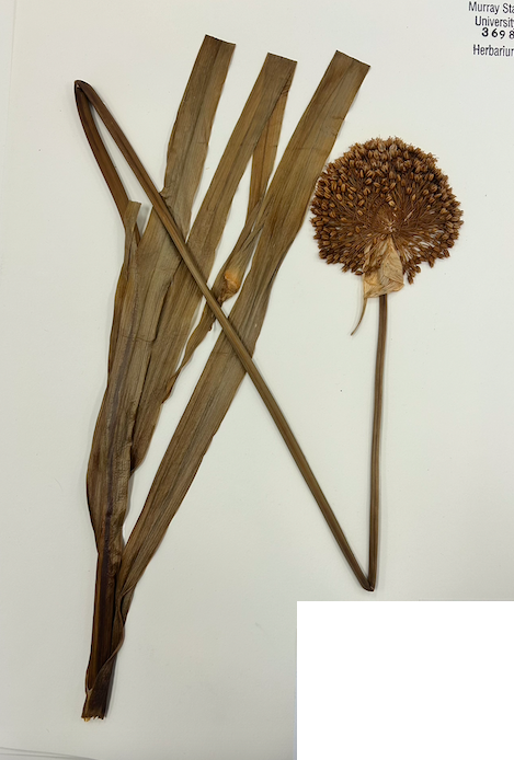 <p>Order? Family? Subfamily?</p>