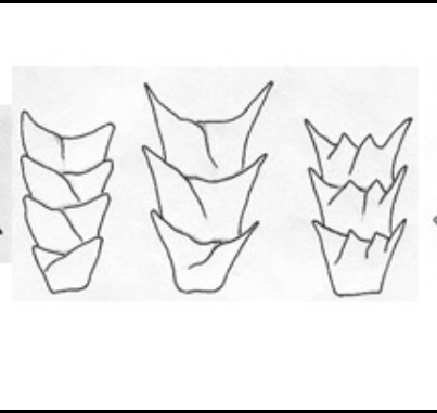 <p>What type of cuticle pattern is this? </p>