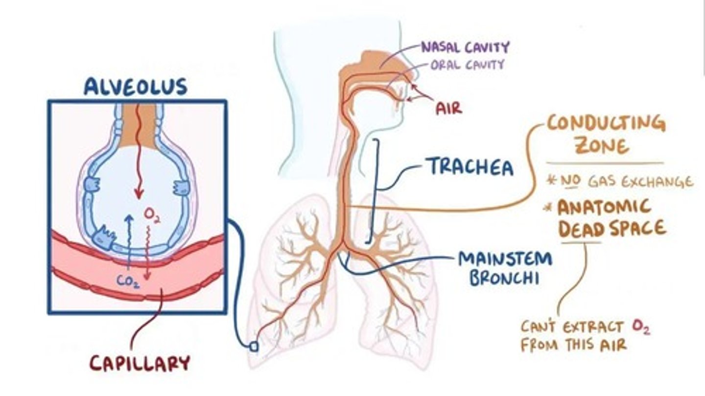 <p>Exchange of O2 and CO2 between blood and tissues.</p>