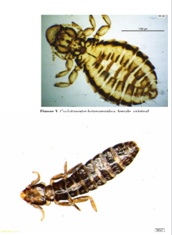 <p>name the suborder</p>