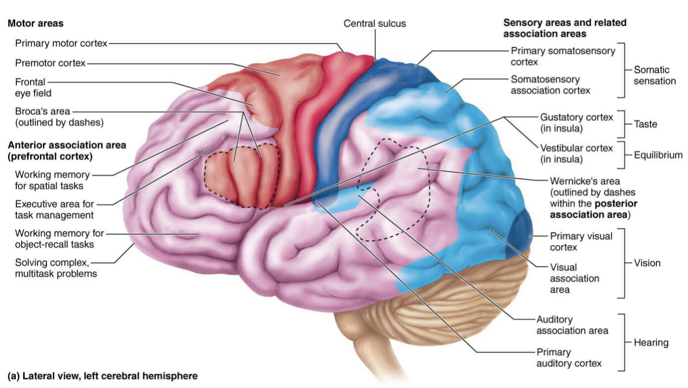 <p>Anterior to pre-motor cortex &amp; superior to Broca’s area</p><p>Controls voluntary eye movements</p><p>Hearing a door open and looking in its direction </p><p>Thinking about the sounds around you and responding to them</p>