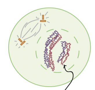 <p>Prophase I </p>