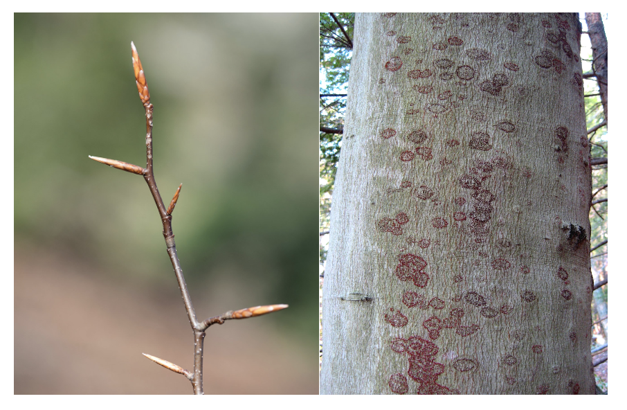 <p>American beech</p>