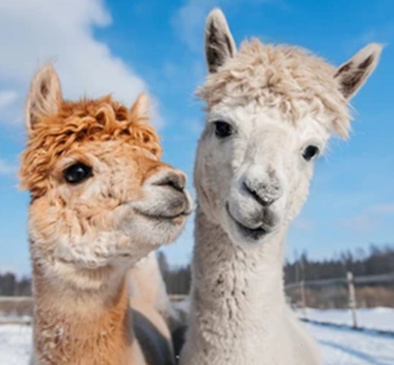 <p>•Llamas and alpacas require anesthesia similar to that of small ruminants</p><p>•Copious saliva production even when anesthetized</p><p>•Have the ability to chew cud</p><p>•Prone to developing nasal congestion when in lateral or dorsal recumbency</p><p>•Obligate nasal breathers can develop upper airway obstruction during recovery</p><p>•Pseudoruminant</p>