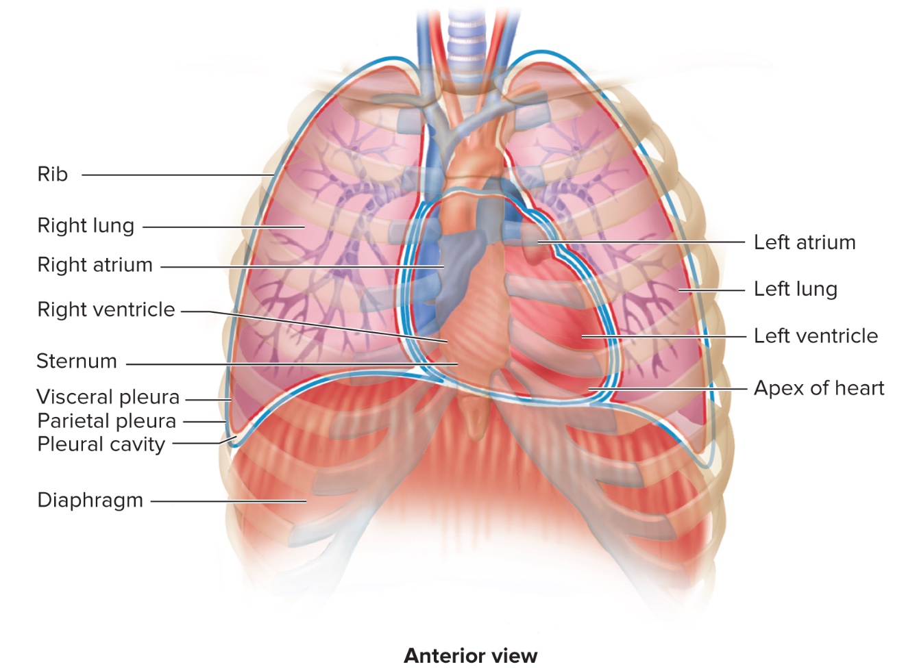 <p>b/t Lungs at MEDIASTINUM = b</p>
