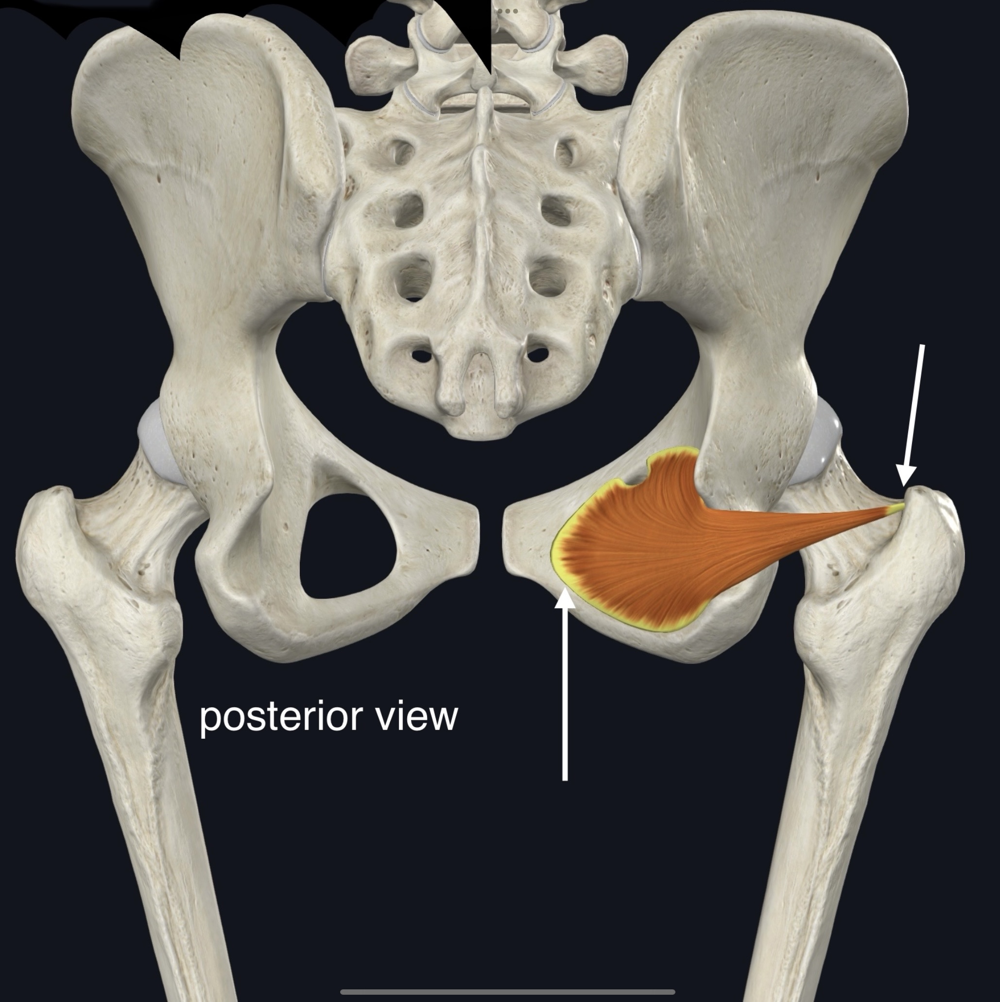 <p>Name the muscle, origin and insertion</p>