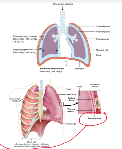 <p>4 pressure types</p><p><strong>________: pressure in pleural space, Pip</strong></p><p>•It fluctuates with breathing, but it is always less than Palv (or intrapulmonary).</p>