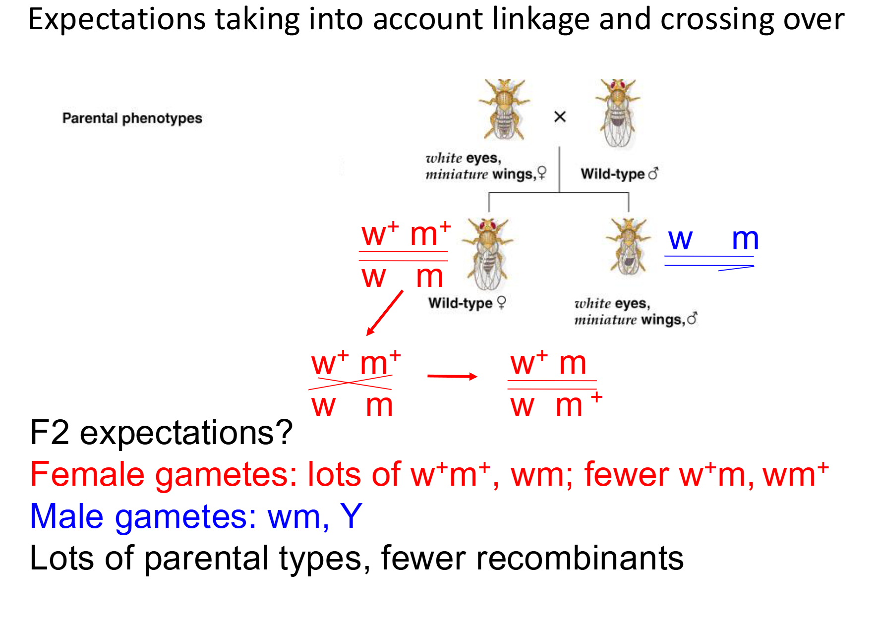 <p>-Based on recombinance number, you can tell how far apart genes on a chromosome are</p><p>-females have 2 x-chromosomes</p>
