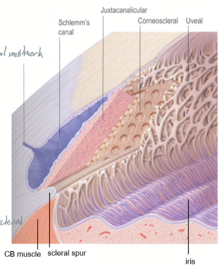 <ul><li><p>Corneoscleral meshwork</p><ul><li><p>external</p></li><li><p>attaches to scleral spur</p></li><li><p>starts at Schwallbe’s Line at edge of cornea</p></li><li><p>spaces are smaller compared to uveal meshwork</p></li></ul></li><li><p>Uveal meshwork</p><ul><li><p>internal (closer to anterior chamber)</p></li><li><p>attaches to the ciliary stroma and muscle</p></li><li><p>Holes are 2x larger than corneoscleral meshwork</p></li></ul></li></ul><p></p>