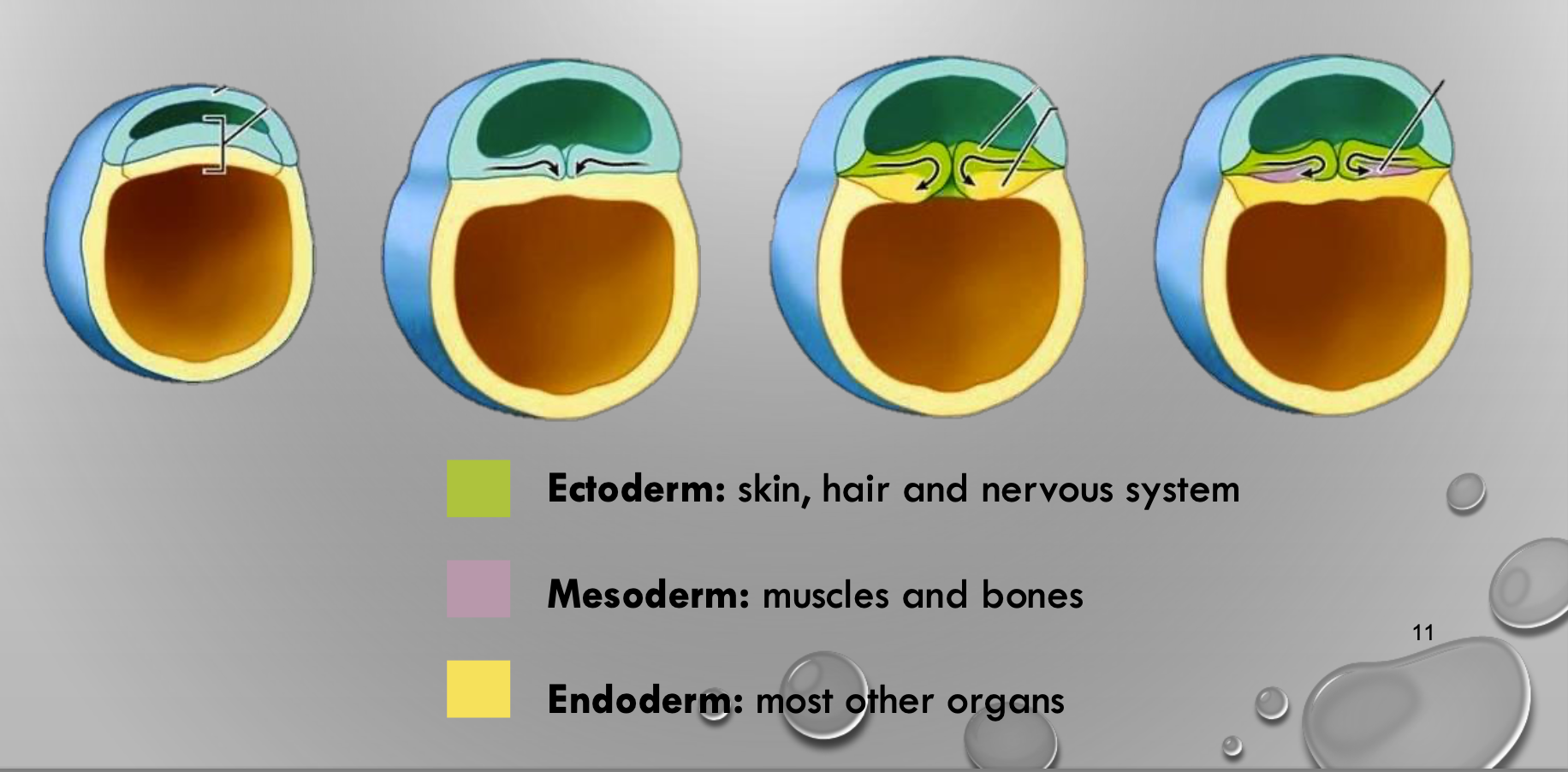 * week 2
* the formation of the 3 germ layers by migration and differentiation of blastula cells