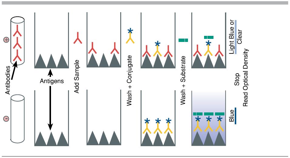 <ul><li><p><em><span>Purpose:</span></em><span> To analyze results and determine which patients are infected.</span></p></li><li><p><em><span>Process:</span></em><span> Wells that turn yellow indicate a positive result. The deeper the color, the higher the concentration of antigen.</span></p></li><li><p><em><span>Key Concept:</span></em><span> This step mimics how diagnostic labs quantify infection levels using spectrophotometers or visual comparison</span></p></li></ul><p></p>