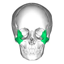 <p>What type of bone is this </p>