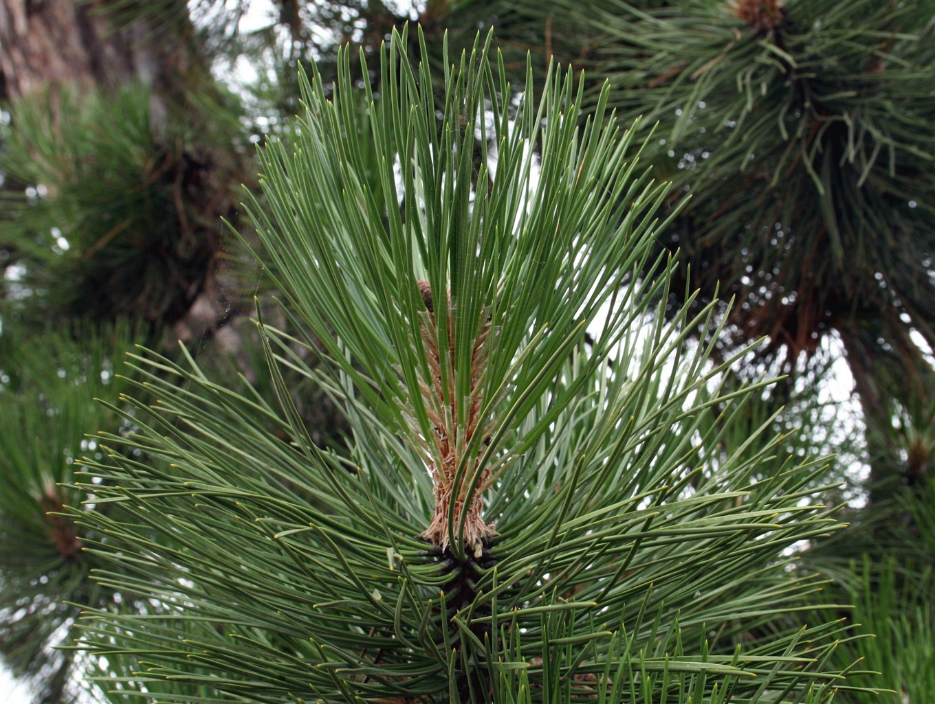 <p>Zwarte den,&nbsp;Pinus nigra</p>