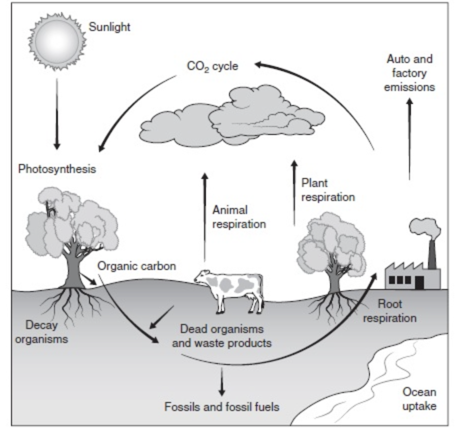 Figure 5.2 The carbon cycle.