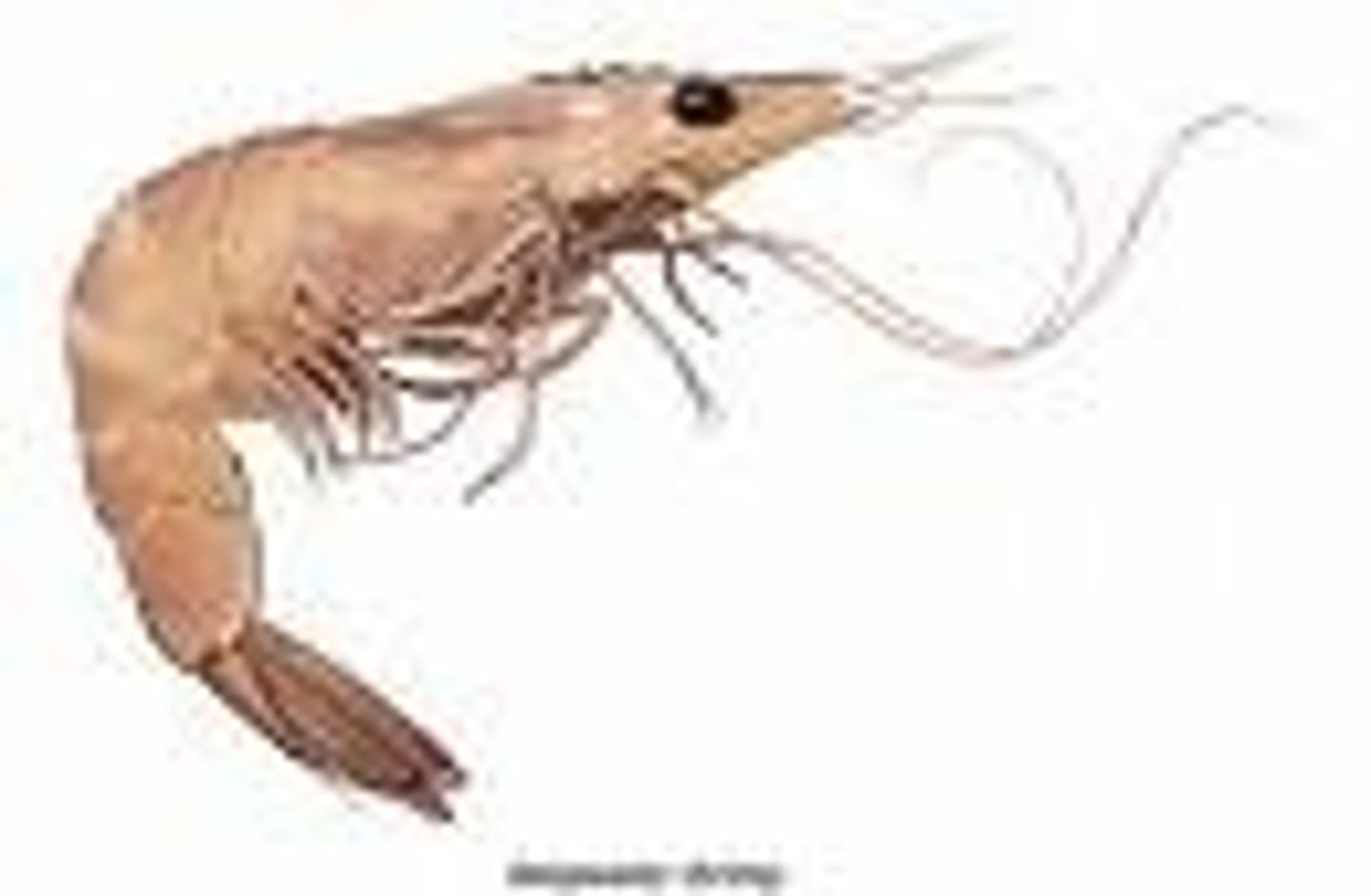 <p>very large and important group<br>all posses an exoskeleton which they molt at part of their growth<br>exshrimp, isopods, and decapods</p>