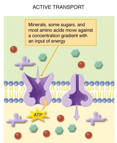 <p>the movement of a substance across a cell membrane against its concentration gradient, through specific transport proteins and requiring ATP</p>